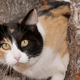 Illustration for article titled Florida Cat Goes on Real-Life emHomeward Bound/em Catventure without Any Annoying Dogs